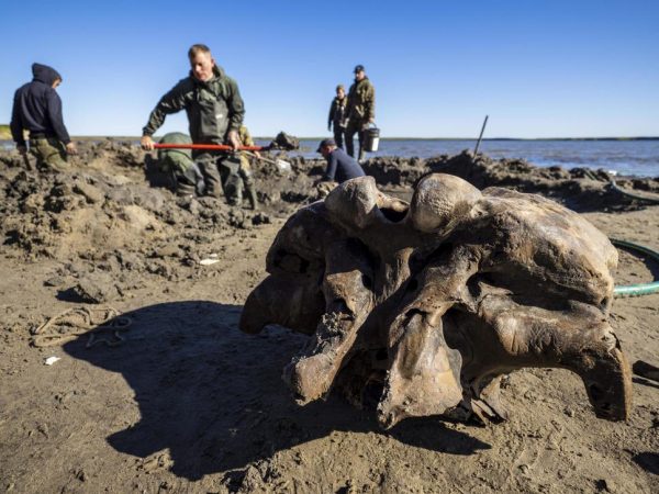 Scientists hope to retrieve the entire skeleton – a rare find that could help deepen the knowledge about mammoths that have died out around 10,000 years ago. ( AP )