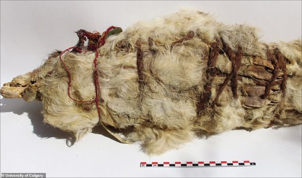 The mummified llama were likely buried alive as part of the ritual sacrifice more than 500 years ago, possibly to placate locals. University of Calgary and the University of Huamanga
