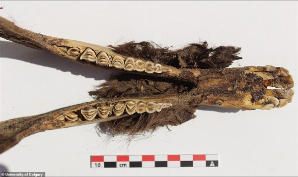 This is the remains of the jawbone of a brown llama also found amongst those sacrificed by the Inca to placate the locals. University of Calgary and the University of Huamanga