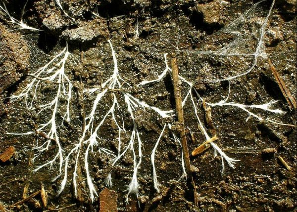 Mycelium as seen under a log. TheAlphaWolf – CC BY-SA 3.0