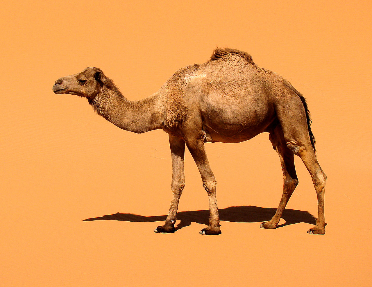 A domestic dromedary. Bjørn Christian Tørrissen  - CC BY-SA 3.0