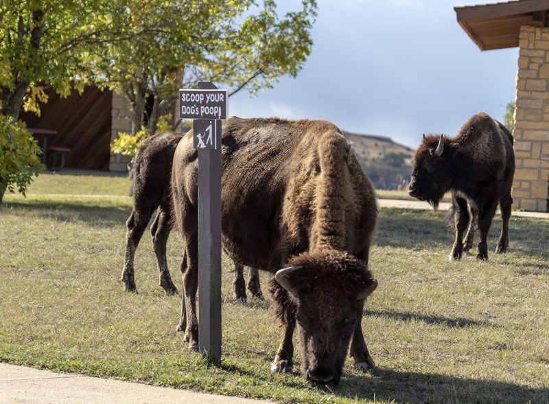Theodore Roosevelt National Park features wild animals such as bison 