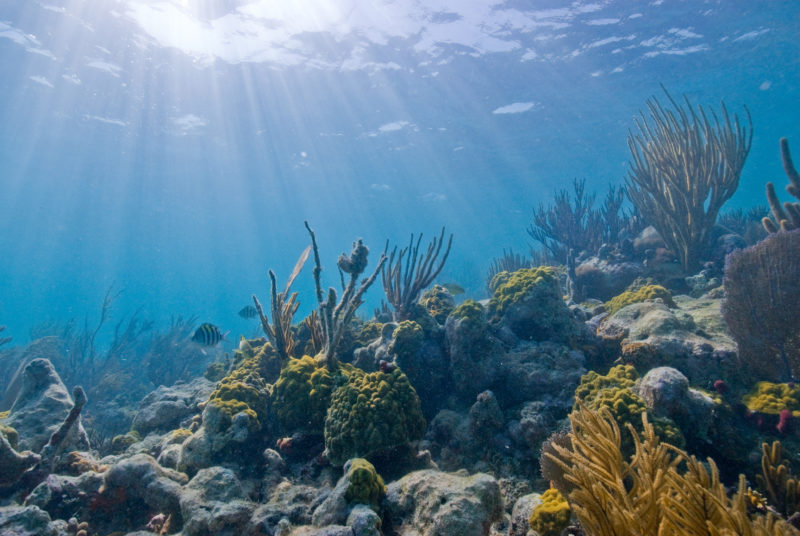 An underwater view of Biscayne National Park 