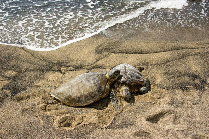 Two Green sea turtles on the beach in Hawaii's Ni'ihau Island 