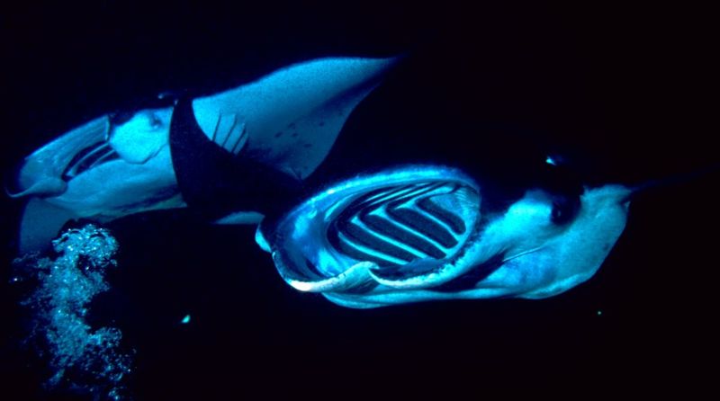 Two manta rays feed during the nght-time 