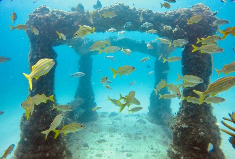 The Neptune Memorial Reef in Miami allows people to be buried in a dive site 