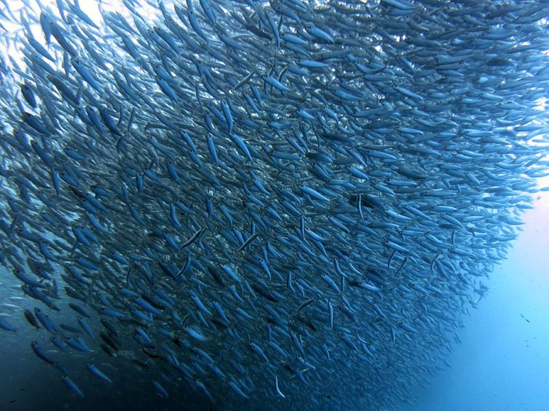 Millions of sardines migrate up the South African coast each year 