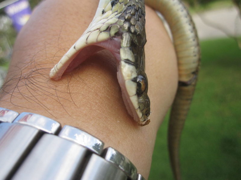 Never attempt to suck the venom out of a snakebite 