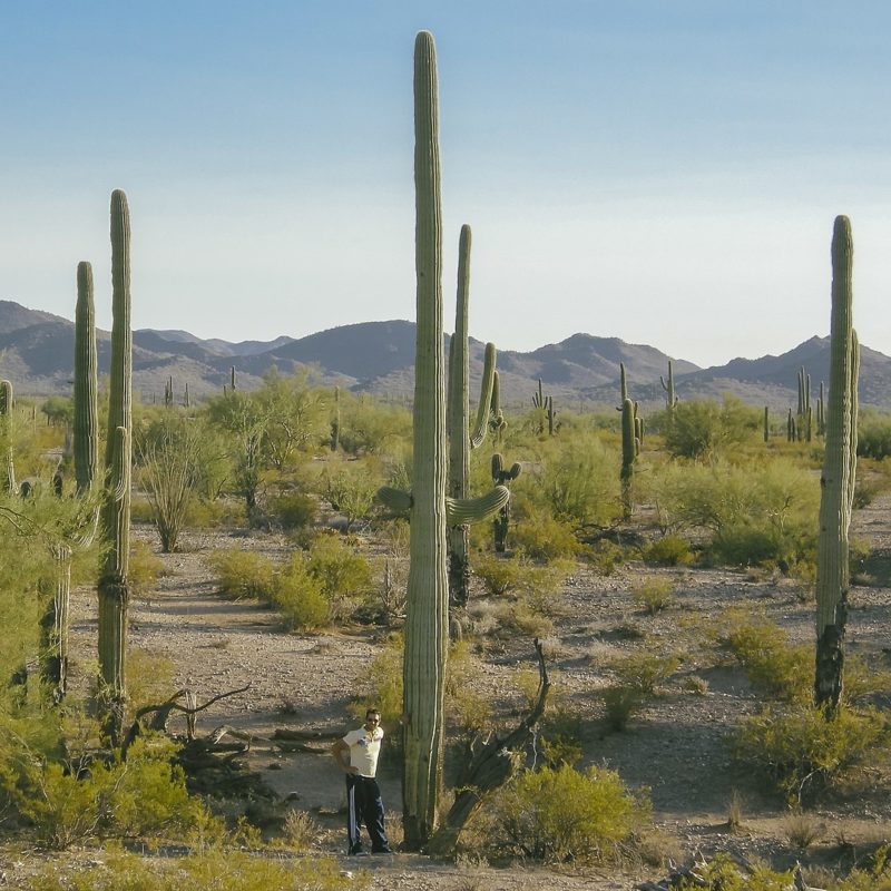 Man standing beside a large cactus