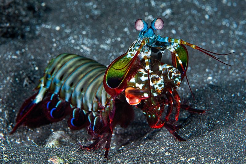 The peacock mantis shrimp not only looks stunning, it also packs a punch that has been known to break aquarium glass 