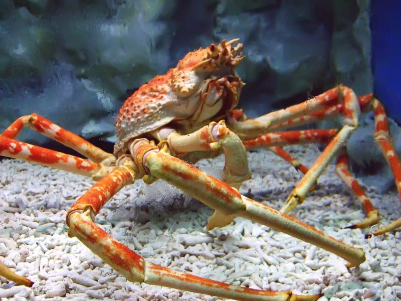 The massive Japanese Spider Crab is a delicacy in Japan 