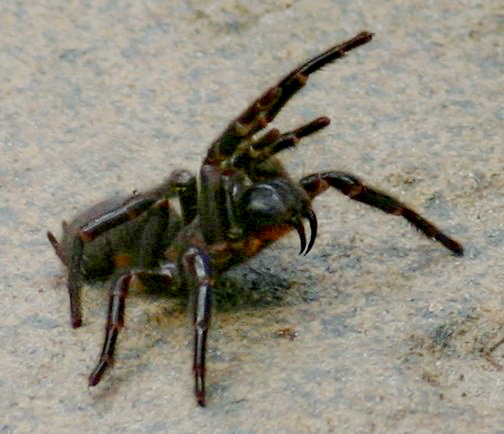 Sydney funnel-web spider standing in a warning posture