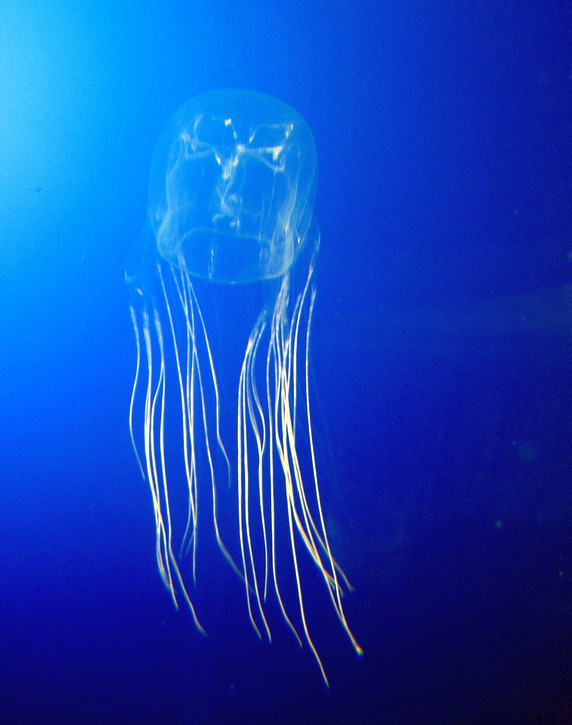Box jellyfish swimming in the ocean