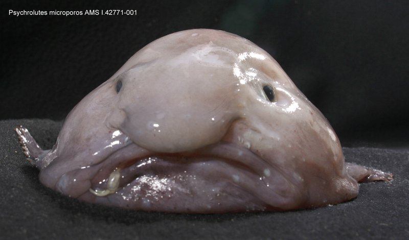 Psychrolutes microporos, also called the blobfish, has been called the world's ugliest animal 