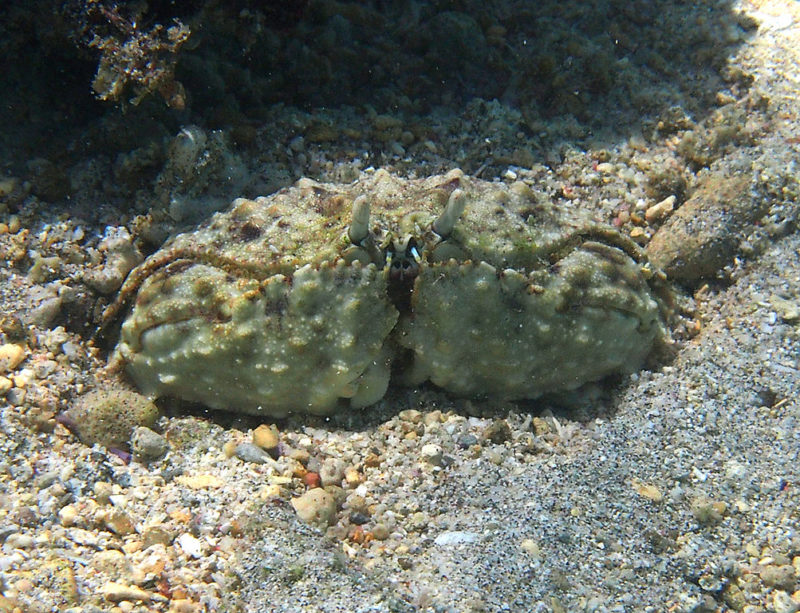 The box crab excels at hiding beneath the sea floor