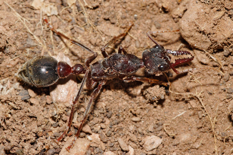 Bull ant crawling through the dirt