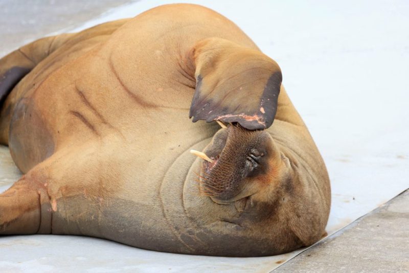 Freya the walrus lying on her back