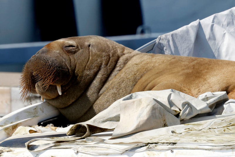 Freya the walrus lying on a tarp