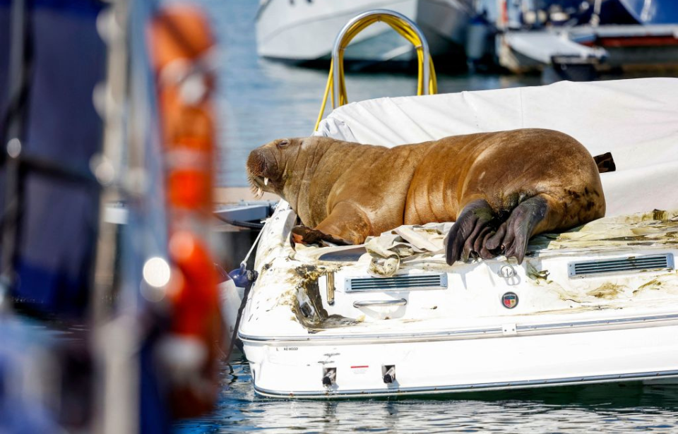 Freya the walrus lying on a boat