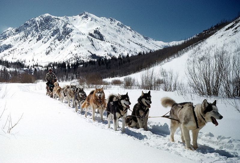 Dog sled ploughing through the snow