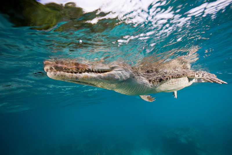 Saltwater crocodile swimming along the surface of a body of water