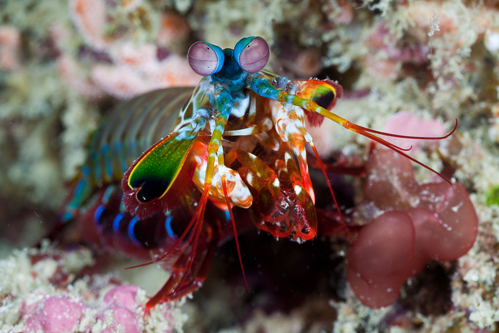 The peacock mantis shrimp is impossibly colorful