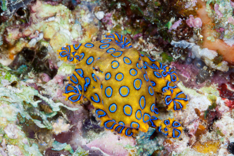 Blue-ringed octopus sitting on coral