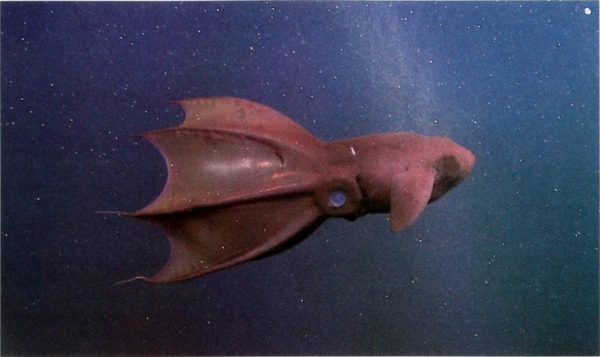 The name of the vampire squid is inspired by its cape-like arms 