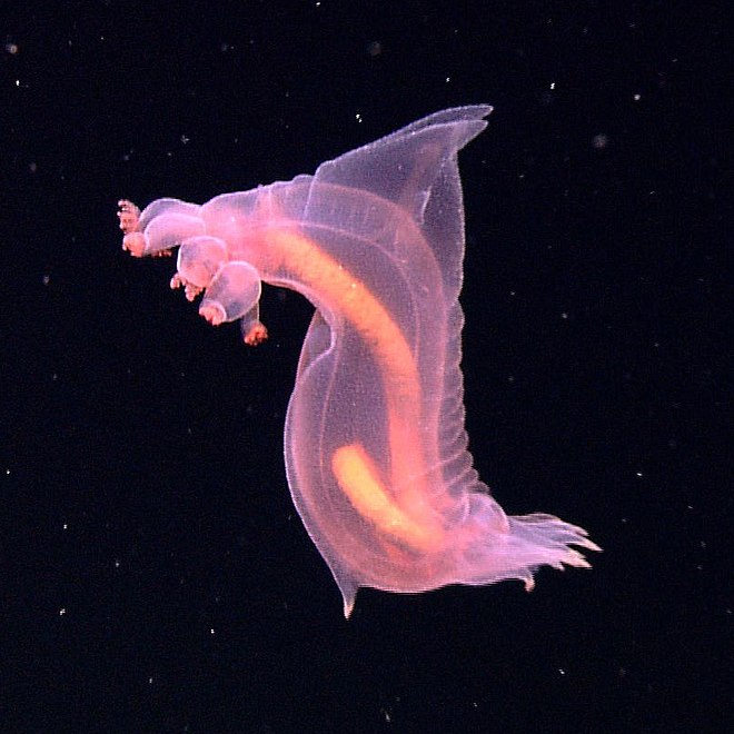 The Pink-See Through Fantasia is so named because its intestines are visible