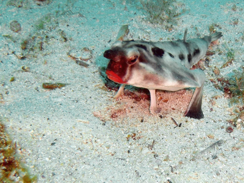 The red-lipped batfish appears to be wearing lipstick and uses its fins to walk along the ocean floor