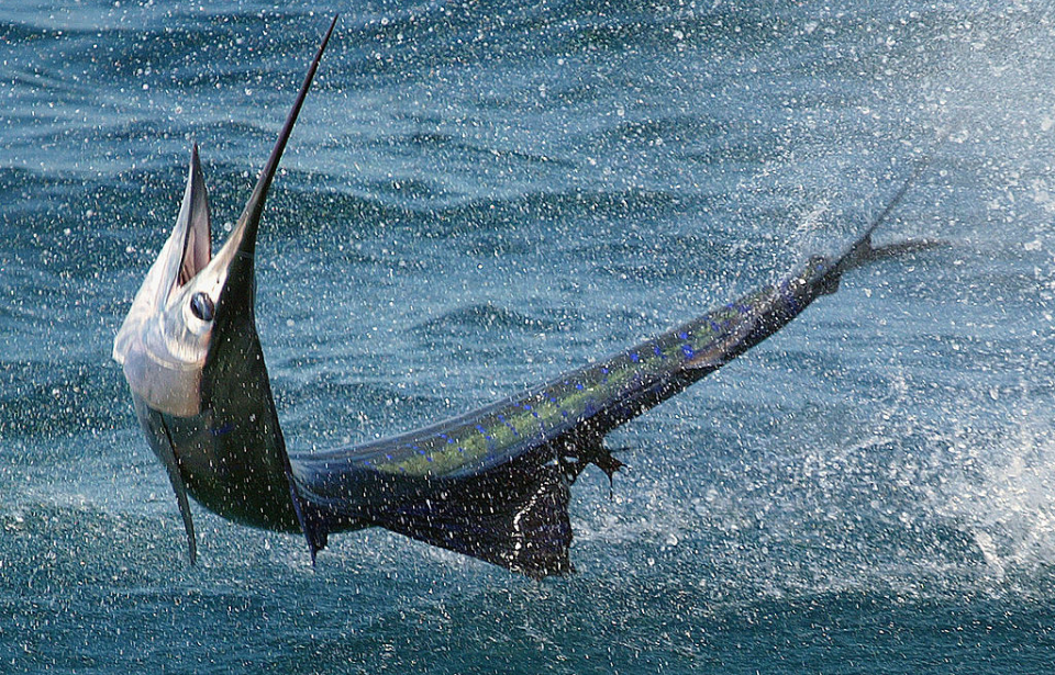Sailfish leaping out of the water