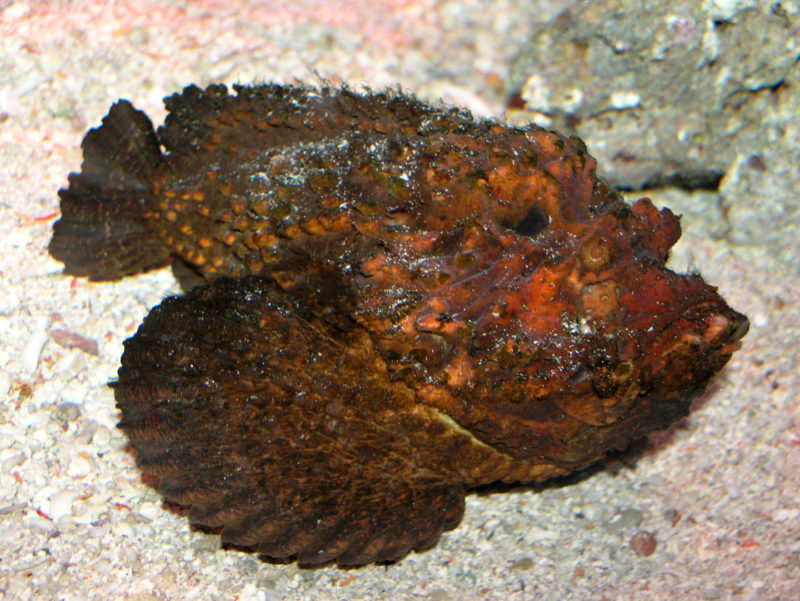Stonefish sitting at against a rock