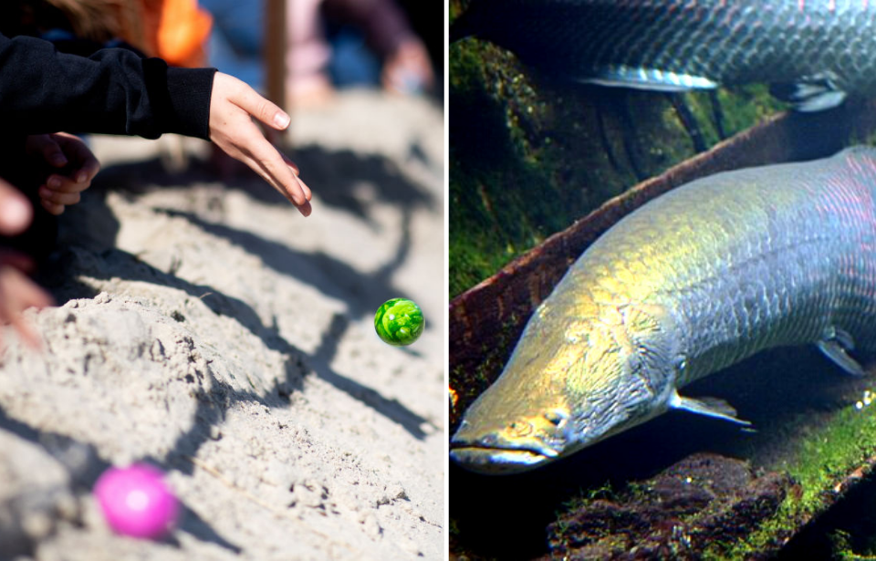 Hands throwing Easter eggs on the beach + Arapaima underwater