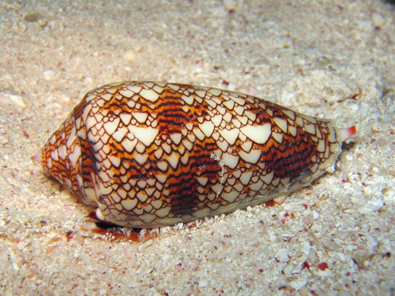 Textile cone snail sitting in sand