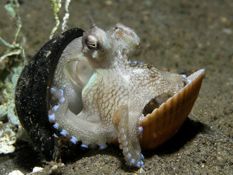 Veined octopus sitting in a clam shell