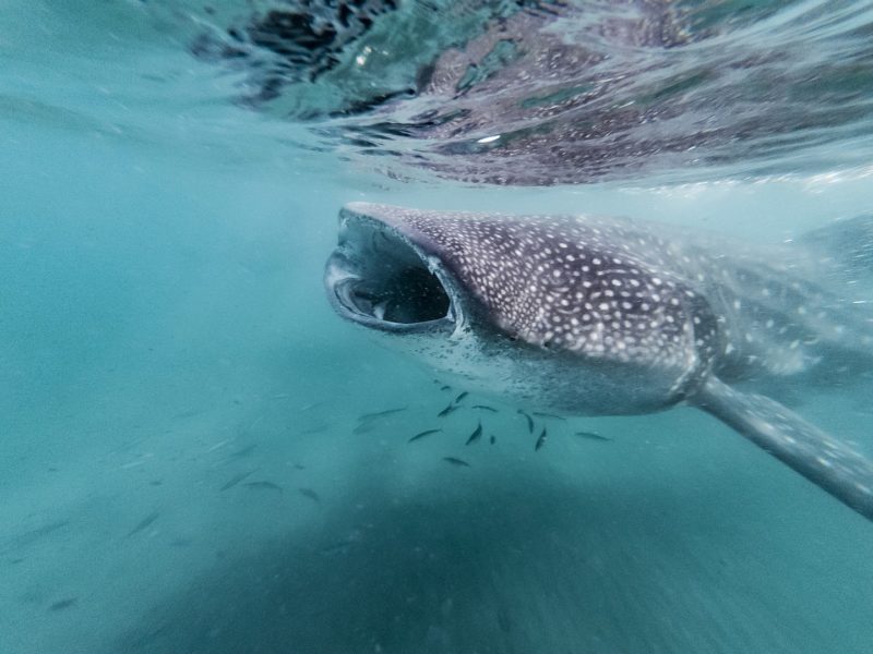 Whale shark swimming with its mouth open