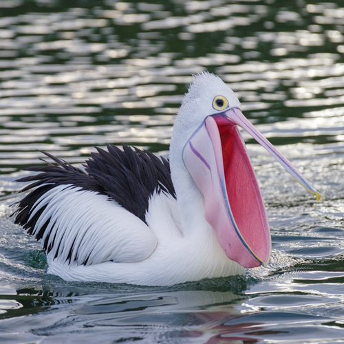 Pelican wading through water with its beak open