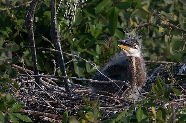 Great blue heron chick sitting in a nest