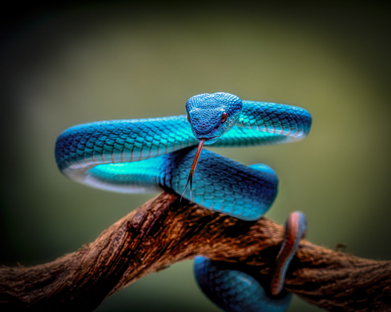 Blue white-lipped island pit viper sitting on a branch