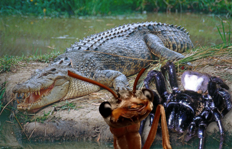 Saltwater crocodile sitting on the edge of a body of water + Sydney funnel-web spider + Face of a bull ant