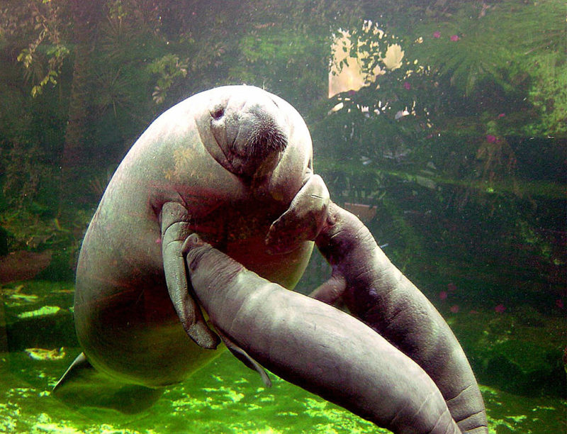 Dugong swimming with her two calves