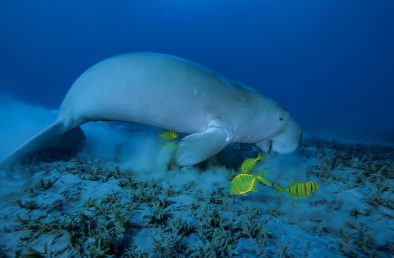 Dugong and fish swimming along the ocean floor