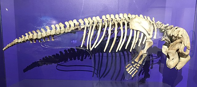 Dugong skeleton on display