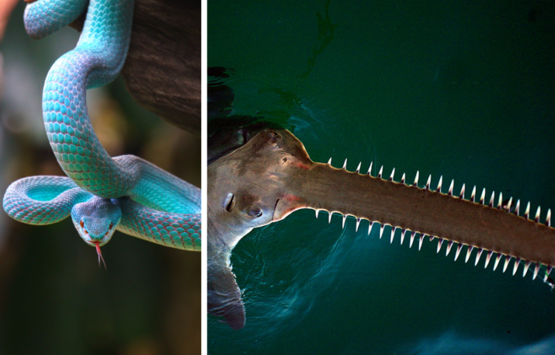 Blue white-lipped island pit viper in a striking pose + Largetooth sawfish swimming underwater