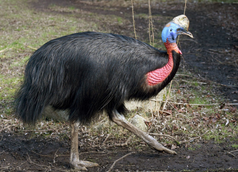 Cassowary standing in dirt