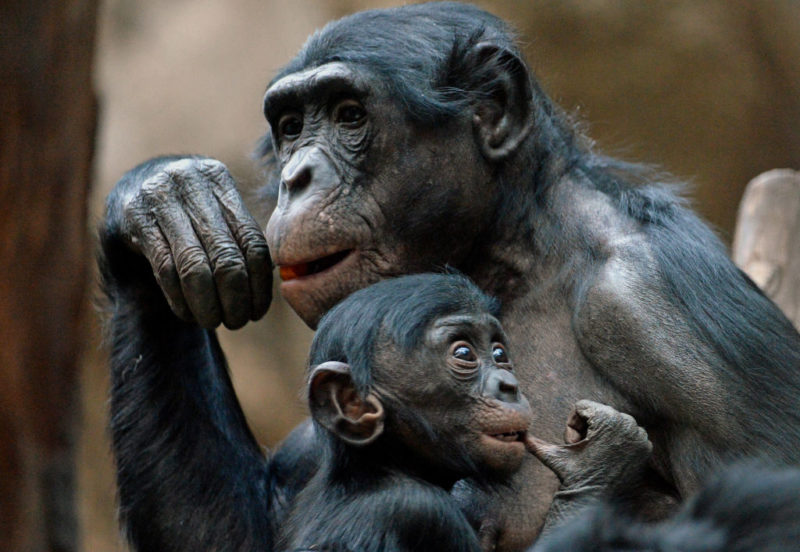 Bonobo mother with her offspring
