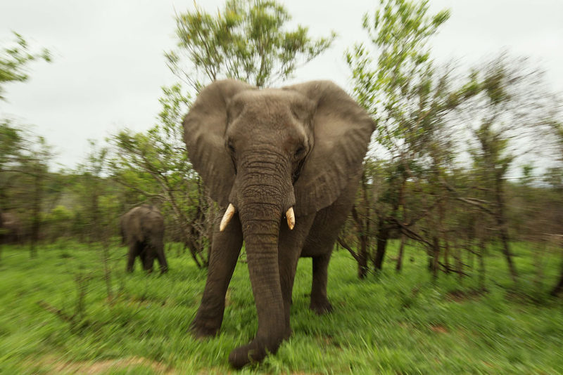 Elephant walking through trees
