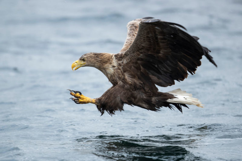 Eagle flying above water
