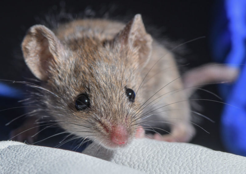 Close-up of a mouse