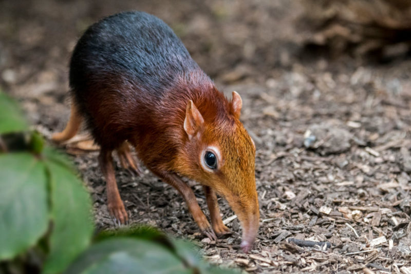 Elephant shrew walking on the ground